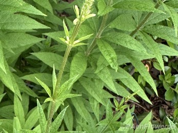 Plant in early flower